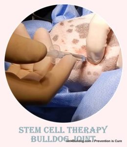 stem cell inj for bulldog ACL Tear