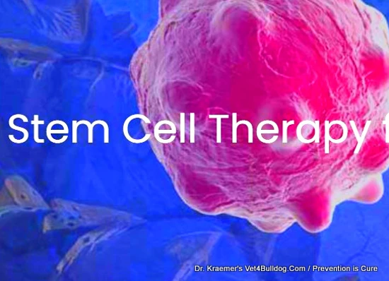 stem cell therapy for pets