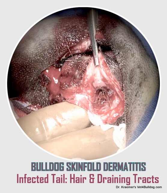 Tail infection in bulldogs and French bulldogs