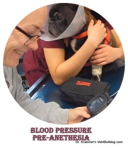 testing blood pressure on a french bulldog before anesthesia