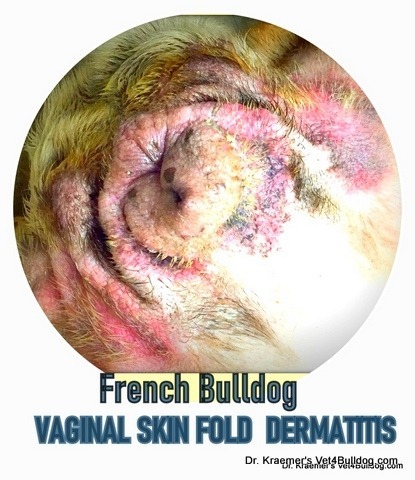 French Bulldog vaginal skinfold dermatitis