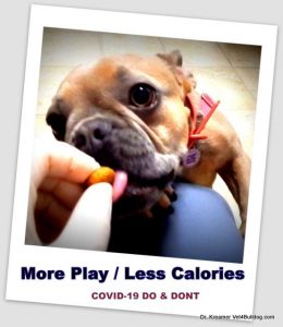 COVID-19 Impact on Bulldogs and French Bulldogs More Play Less Calories