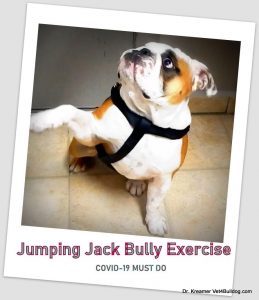 COVID-19 Impact on Bulldogs and French Bulldogs exercise