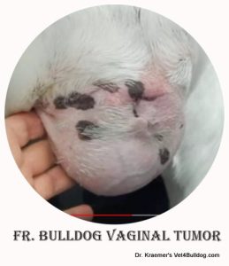 Fr. Bulldog vaginal tumor