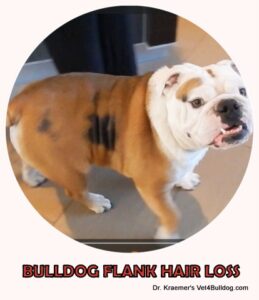 seasonal flank hair loss in bulldogs
