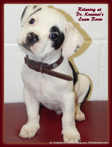 American Bulldog and American Bulldog Puppy