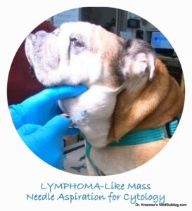 Bulldog Mandibular Lymphoma