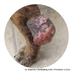 Mast Cell Tumors in Bulldogs and French Bulldogs