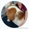 skin issue in bulldogs