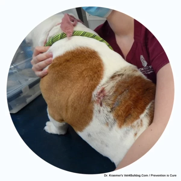 skin issue in bulldogs