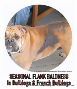English bulldog flank Alopecia seasonal baldness