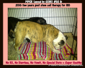 stem cell for pets inflammatory bowel disease
