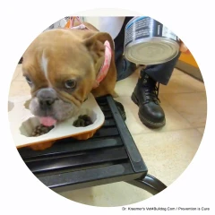 Best Diet for Bulldogs and French Bulldogs