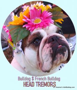 bulldog-french-bulldog-head-tremors