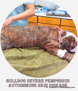 Bulldog lying on table, treated for autoimmune skin disease.