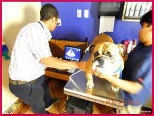 Veterinary Specialist Bulldog Orthopedics Radiology and Cardiology