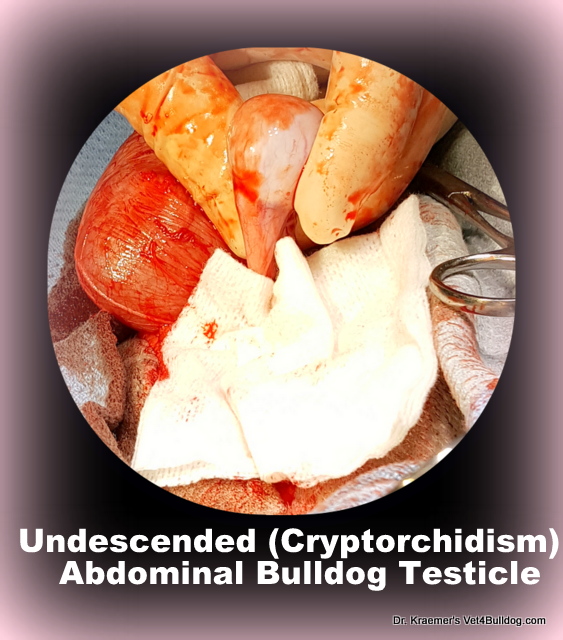 bulldog-undescended-cryptorchidism-abdominal-testicle