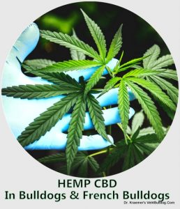 hemp-cbd-in-bulldogs