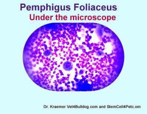 Auto immune disease in bulldogs and french bulldogs (cytology pemphigus )