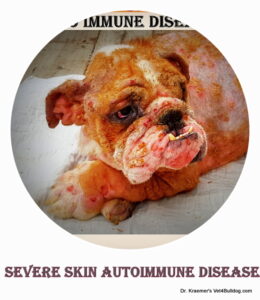 pemphigus auto immune skin disease in bulldogs