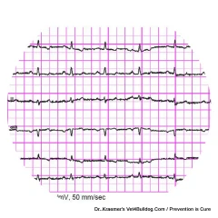 Heart Disease in Bulldogs and French Bulldogs