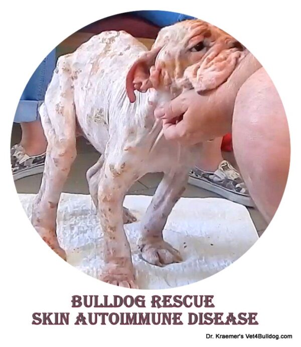 7 Most Common Reasons for Bulldog Hair Loss - VET4BULLDOG - Canine Autoimmune Disease In Bulldogs