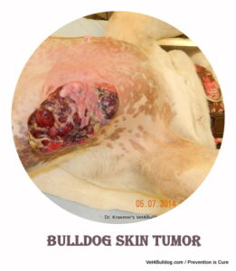 bulldog skin tumor Lymphoma