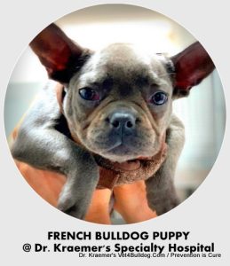 French Bulldog and French Bulldog Puppy