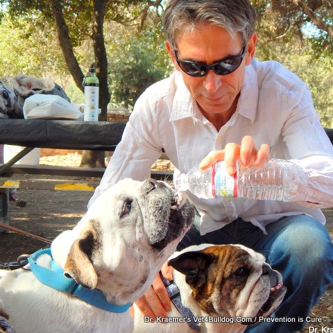 Dr. Kraemer giving water to a rescued bulldog