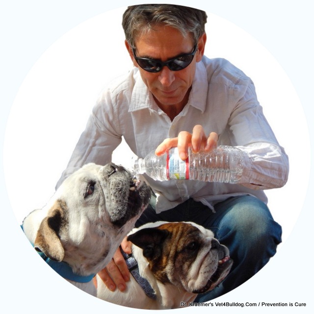 Dr. Kraemer giving water to Bulldogs at a rescue event