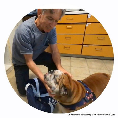Vet4Bulldog Bully Total joint offered by Dr. Kraemer