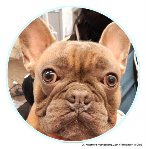 French Bulldog Stenotic Nares