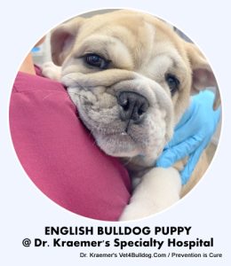 English Bulldog Puppy at Dr. Kraemer Specialty Hospital
