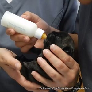 Dr. Kraemer feeding a bulldog puppy