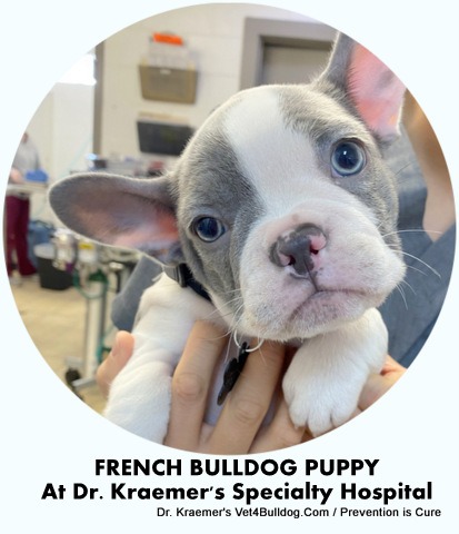 French bulldog puppy at Dr. Kraemer