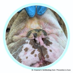bulldog nasal fold skinfold dermatitis
