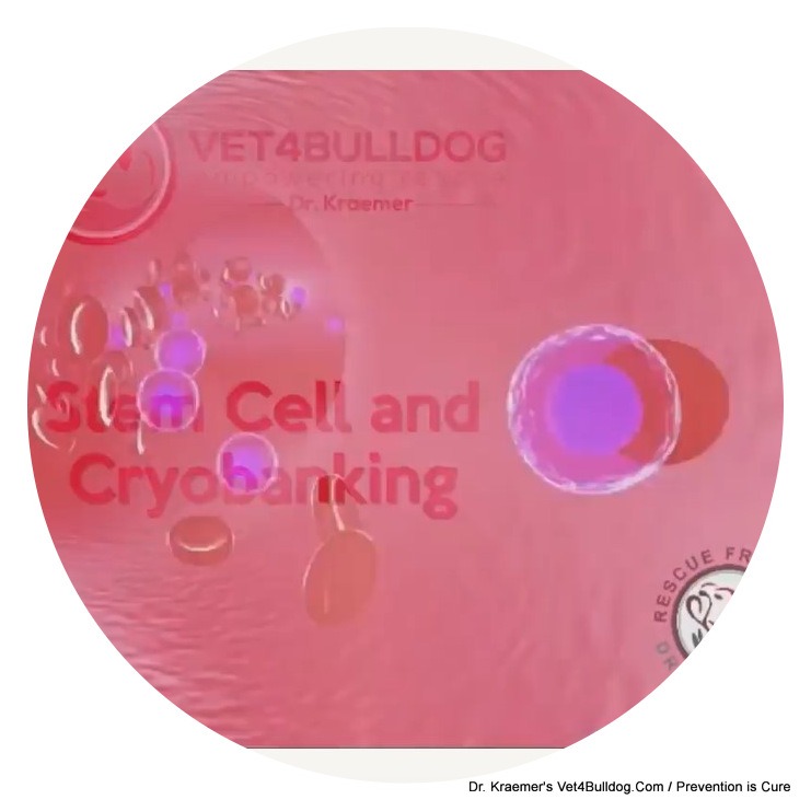 stem cell therapy crypbanking for pets IBD