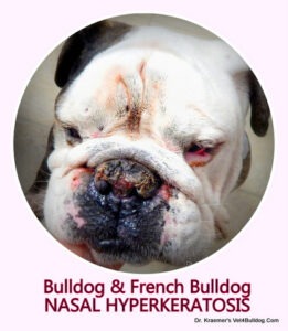 bulldog dry nose Hyperkeratosis