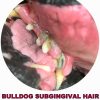 bulldog-periodental-and-hair