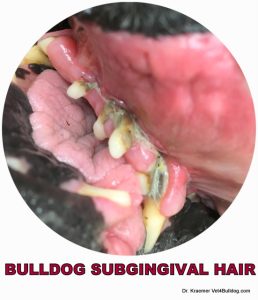 bulldog-periodental-and-hair