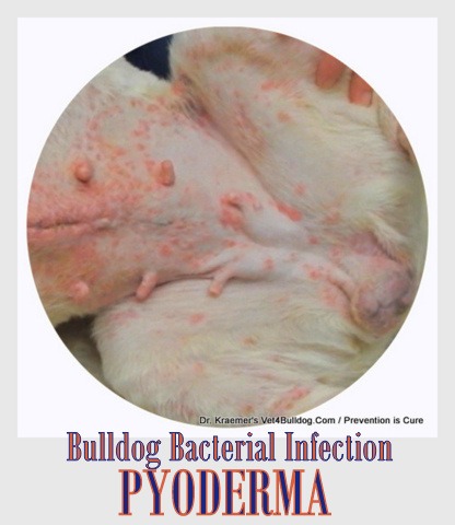 Pyoderma Skin Infection In Bulldogs And French Bulldogs