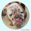 Bulldog Pyoderma Skin Bacterial Infection