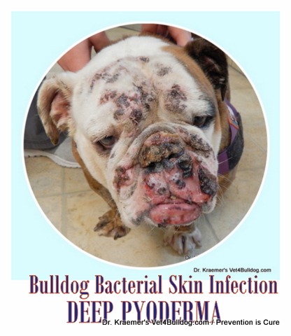 Dog skin outlet bacterial infection treatment