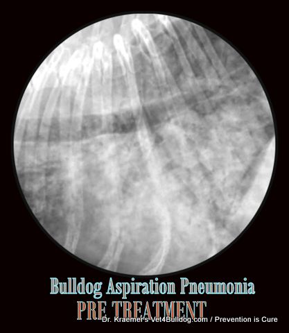 Bulldog Breathing Airway disease Aspiration Pneumonia