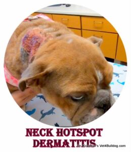 bulldog neck hotspot pyoderma