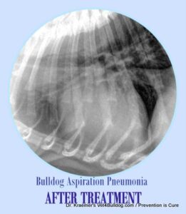 Breathing Airway and Respiratory Problems in Bulldogs - VET4BULLDOG