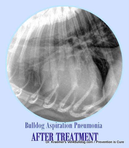 Breathing respiratory airway disease aspiration pneumonia in bulldog