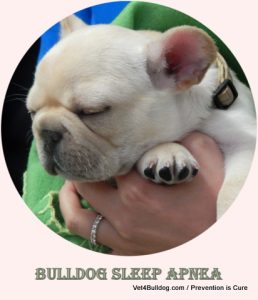 Bulldog sleeping in person's hands, outdoors. Text: "BULLDOG SLEEP APNEA / Prevention is Cure".