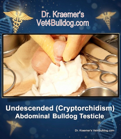 Neuter undescended abdominal testicles