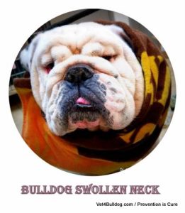 bulldog lymph node swollen neck